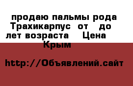 продаю пальмы,рода Трахикарпус (от 4 до 8 лет возраста) › Цена ­ 300 - Крым  »    